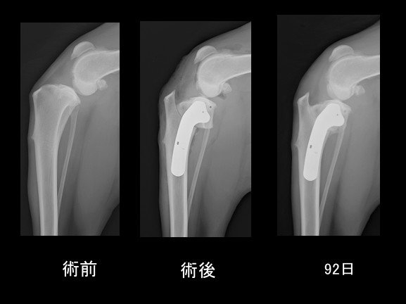 小嶋マルちゃん 2026-01-20 092327.jpg