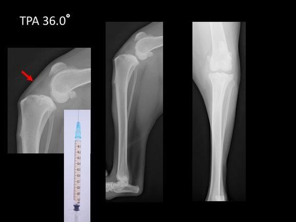 小嶋マルちゃん 2026-01-20 092235.jpg